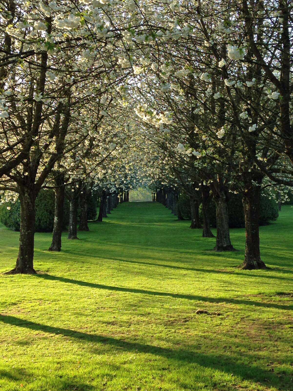 L'allée des Merisiers du Manoir d'Argentel au printemps