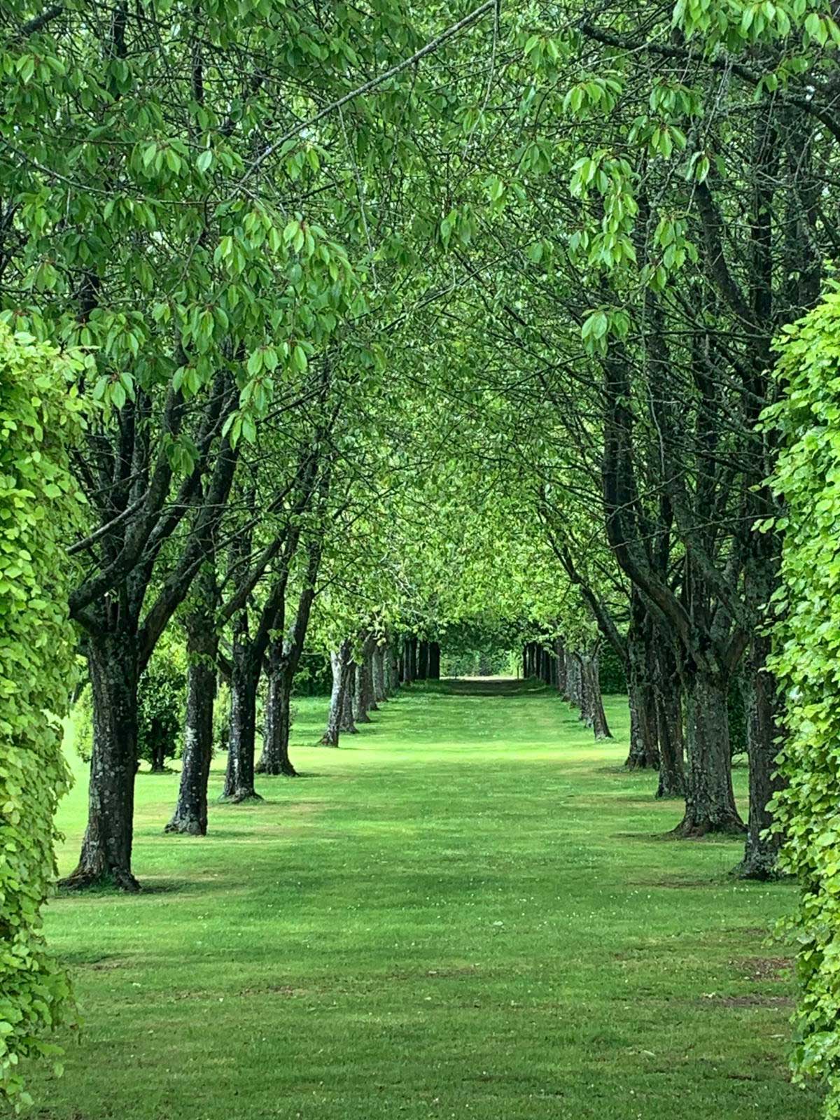 L'allée des Merisiers du Manoir d'Argentel